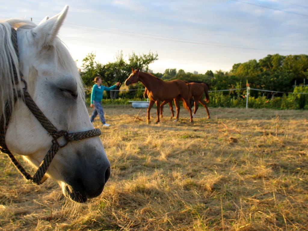 Apartamenty Stajni Jazon Malbork Bagian luar foto