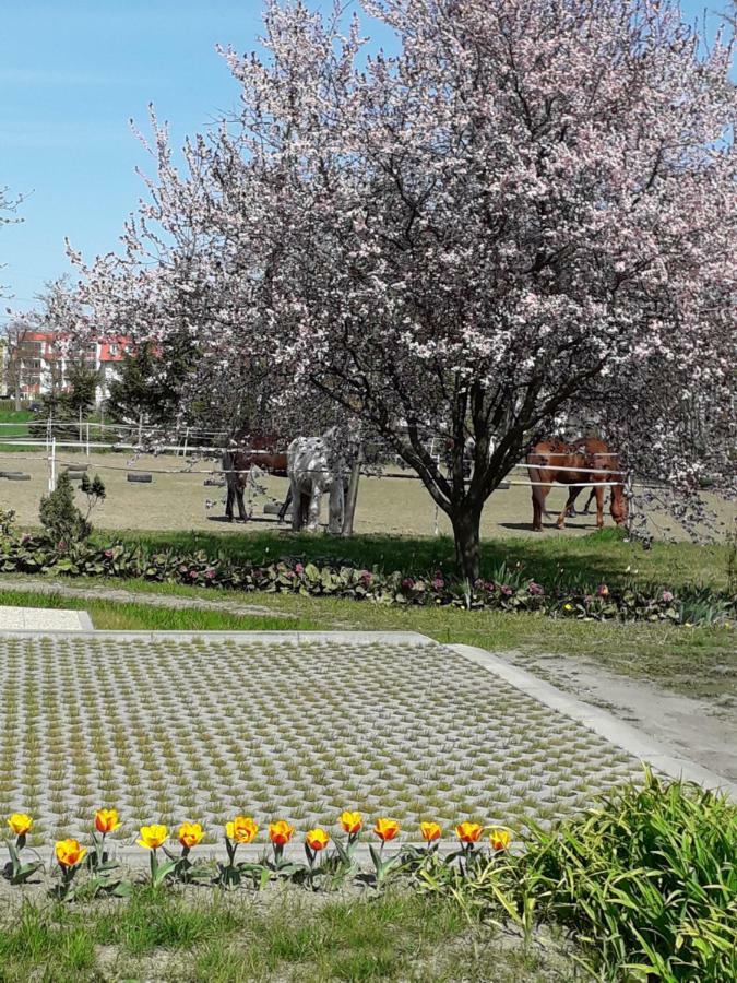 Apartamenty Stajni Jazon Malbork Bagian luar foto