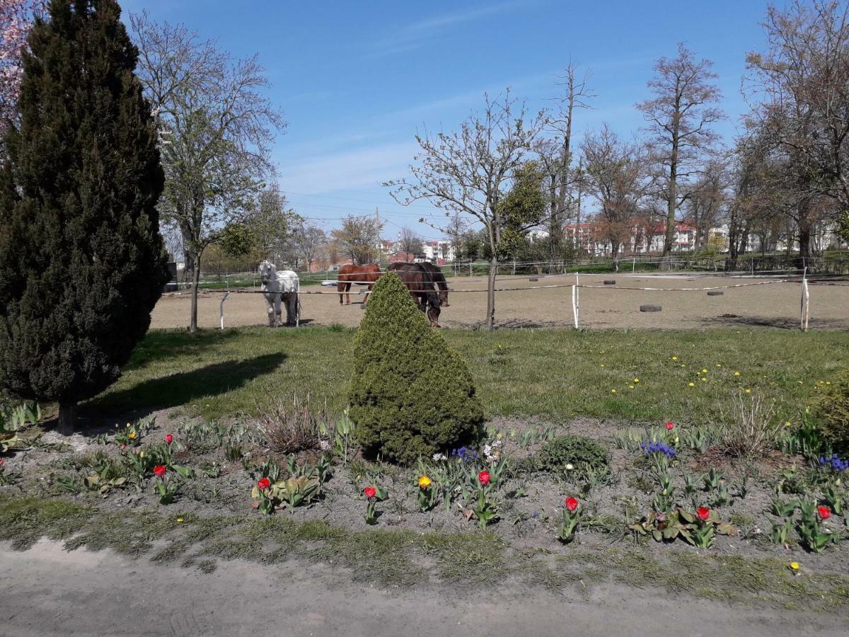 Apartamenty Stajni Jazon Malbork Bagian luar foto